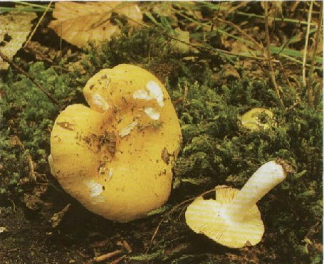  - Russula risigalina (Russula lutea)